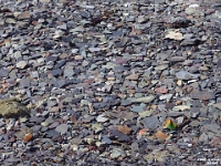 67024CrLe - Walking on the shale and slate on Blue Beach at low tide, Hantsport, NS.JPG
